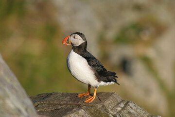 Puffins 
