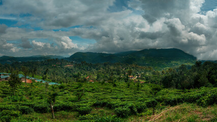 Obraz premium panorama de plantations de thé au sri lanka
