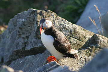 Puffins 