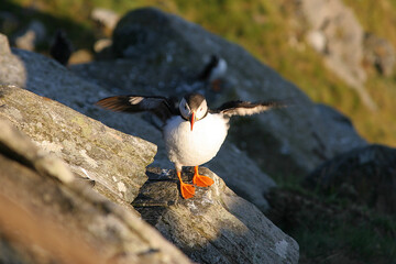 Puffins 