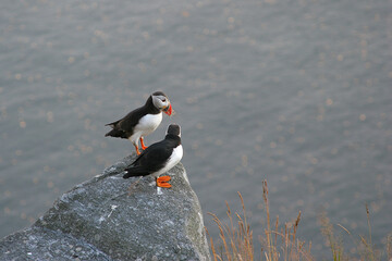 Puffins 