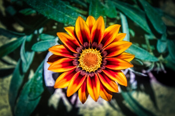 Bright hot flower during a hot day