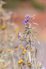 Silverleaf Nightshade