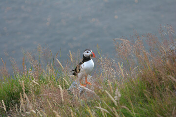Puffins 