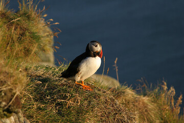 Puffins 