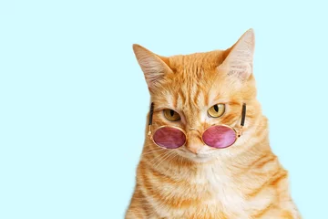 Fototapeten Closeup portrait of funny ginger cat wearing sunglasses isolated on light cyan. Copyspace. © mark_ka