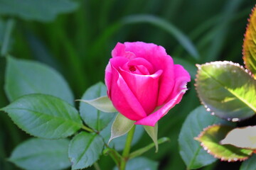 Rose, Rosenblüte, Blume, Liebe