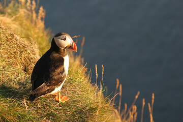 Puffins 