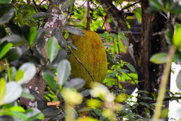 A single ripe Jackfruit hanging on jack fruit tree.
