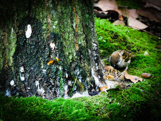 樹液をすするスズメとスズメバチ