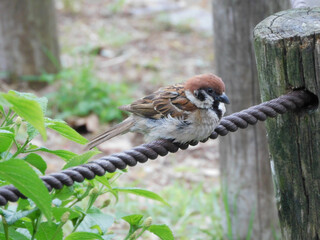 休憩するスズメ