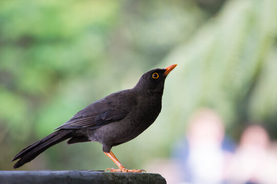 Mirla portrait, Turdus merula. black bird Turdus merula in its natural