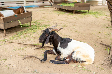 Goats with black and white hairs inside the fence in the zoo were resting comfortably