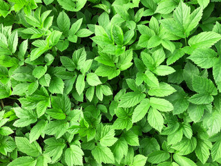 Bright greenery background in a sunny day, lush green ground elder backdroop