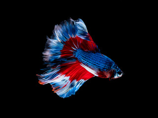 Action and movement of Thai fighting fish on a black background