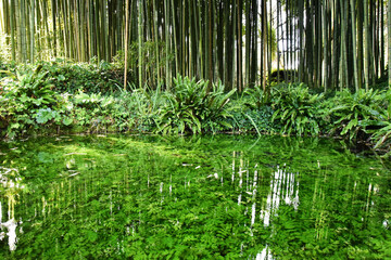 Obraz na płótnie Canvas Beautiful pond with many aquatic plants against a big bamboo forest - Save the planet and care plants concept - Japanese garden design & Zen concept - Nature backdrop and growing bamboo border design