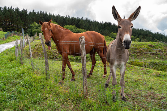 A beautiful horse sticking its tongue out and a cute donkey together in a pasture of a farm. Friendly domestic animals.