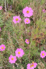 Flores de Verano 