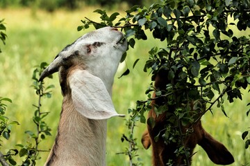 Goat goat goat goat autumn nature summer eat grass eat