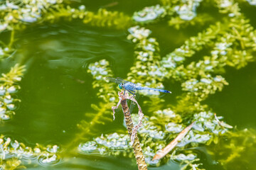 Closeup of a blue dragonfly

