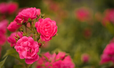 #kwiat #roza #czerwien #piekne