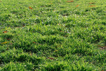 Close-up photo of vibrant grass lawn against sunlight in the field.