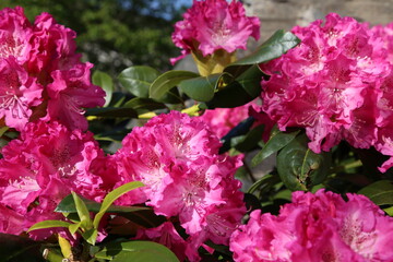 A closeup view of the vibrant pink flowers on a Rhododendron plant.