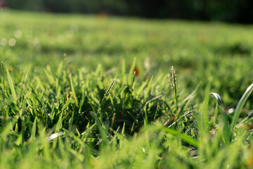 Close-up photo of vibrant grass lawn against sunlight in the field.