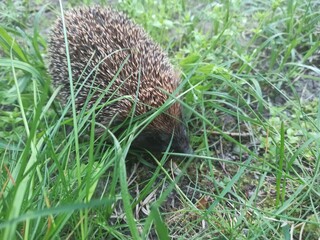 hedgehog in the grass