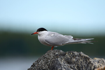 Common tern (sterna hirundo) sitting on a rock