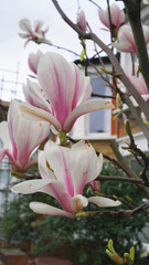Vertical close-up beautiful magnolia buds blooming with house on background