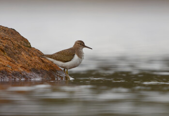 Common sandpiper (Actitis hypoleucos) standing on a rock.