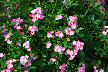 Pink Rose variety Mozart flowering in a garden.