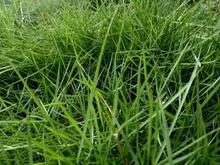 green grass background