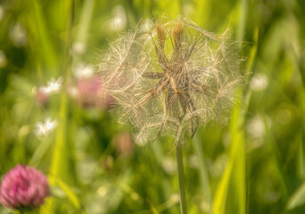 close up of dandelion taraxacum seeding blowball in meadow nobody