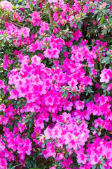 Azalea in full flower on suburban garden George South Africa