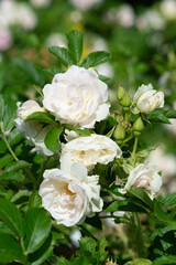 White Rose variety Ritausma flowering in a garden.