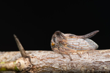 Plant-hopper