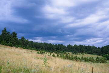 landscape with trees