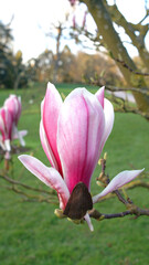 Vertical close-up pink blossoming magnolia in an English spring park at sunset