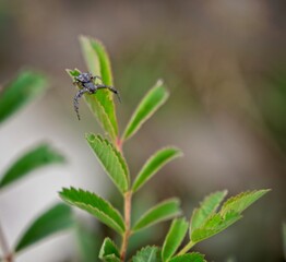spider on a leaf
