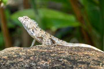 Iguane