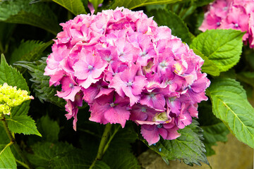 Hydrangea in bloom