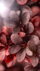 dark red bush leaves on blurred background, close view 