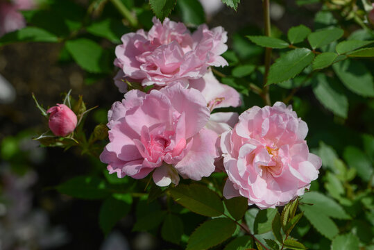 Fototapeta Pink Rose variety John Davis flowering in a garden.