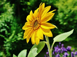 Sonnenblume, Helianthus annuus
