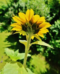 Sonnenblume, Helianthus annuus