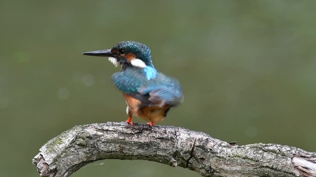 Common kingfisher (Alcedo atthis) female perched on branch over water of pond and preening feathers