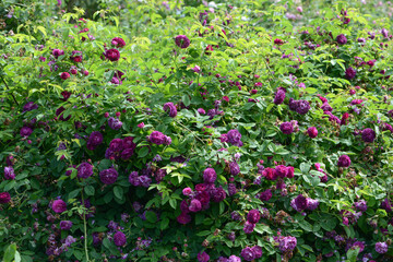 Fototapeta na wymiar Purple Rose variety Tuscany Superb flowering in a garden.