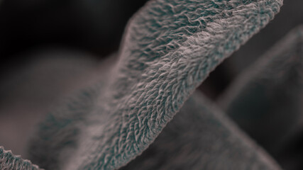 Hairy green leaves of garden plants, close view 